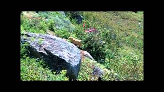 Bogus Challenge 3D Archery Shoot