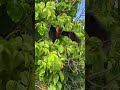 Bat Maldives Bat Fly