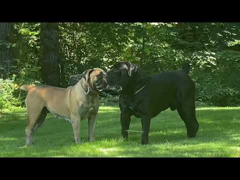 Barbarian Boerboels