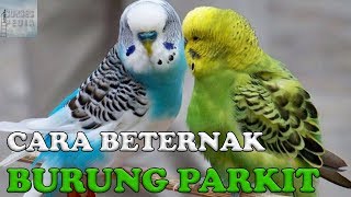 Download lagu HOW TO SUCCESSFULLY BREED PARKETS FOR BEGINNERS EASILY mp3