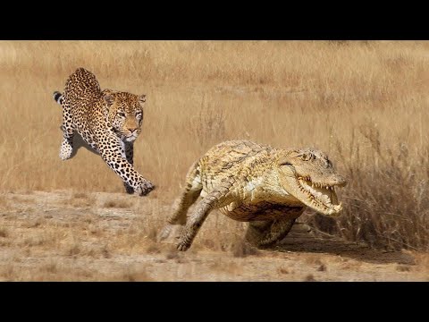 Combat extrême léopard contre crocodile