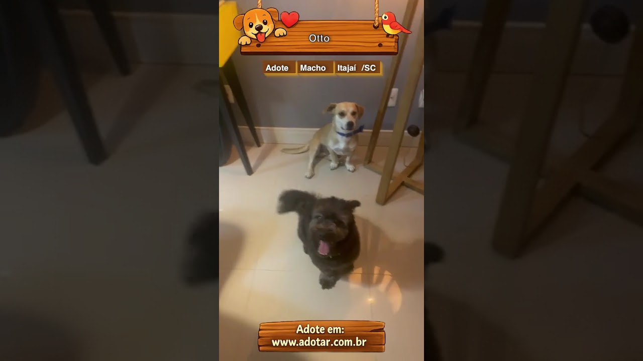 Cachorro raça SRD-ViraLata idade 1 ano nome Otto 