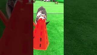 肉フェスドッグランではしゃいでます🐶 #shorts　　　　　　　　　　　　　　　　　　　　　　　　　　　 "I'm frolicking at the Meat Festival Dog Run"