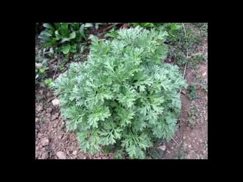 Anđelija Milić - More bel' peline