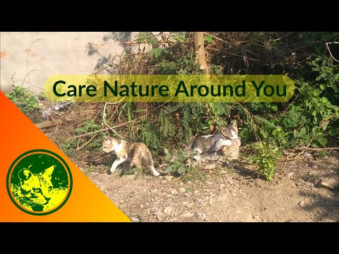 Shiny, Princy and  little cute kittens playing in nature.