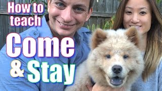 The Secret to Teaching Your Dog COME and STAY