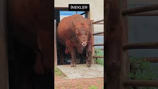 1. BÖLÜM Hayvanlar Dünyayı Nasıl Görüyor ? 👓➡️🌍