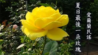 世界各地民謠  (愛爾蘭) The Last Rose of Summer(夏日最後一朵玫瑰)