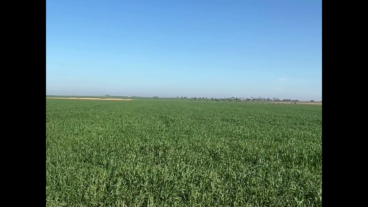רויה פרלמוטר