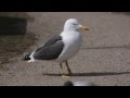 Lesser Black Backed Gull Alarm Call