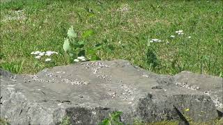 Caro Emerald - Black Valentine..🎵