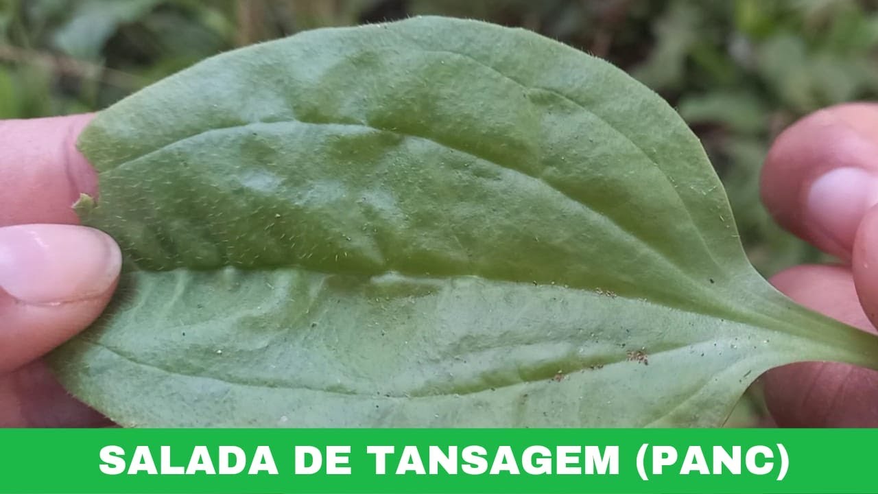 TANSAGEM OU TANCHAGEM (PANC) | APRENDA A IDENTIFICAR E A FAZER UMA DELICIOSA SALADA!