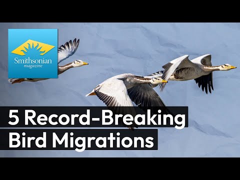 Which birds hold records for the most amazing migrations on Earth
