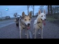 Robs husky's zijn klaar voor NK en WK Sledehondenrennen