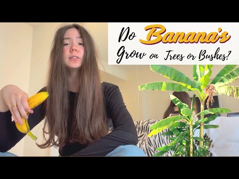 Do Bananas Grow on Trees or Bushes?