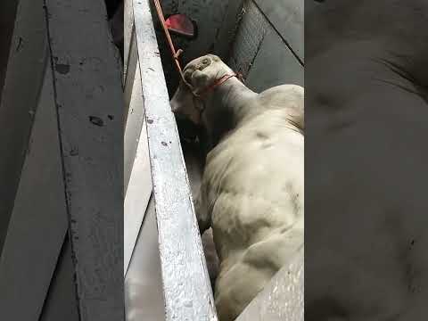 Respeita  a tradição Nordestina🌵#amor #art #moda #meta #motivation  #roça #agro #Vida #bahia