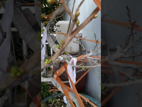 mai vàng trồng tại miền bắc ngày 9/12.2020 âm lịch