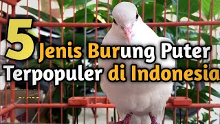 Download lagu 5 Most Popular Types of Turtle Doves in Indonesia mp3
