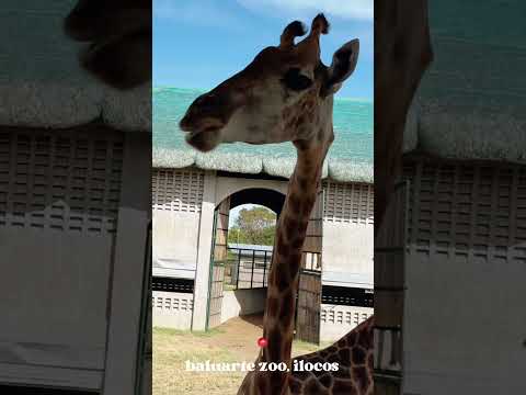 ZOOLÓGICO DE BALUARTE, VIAGEM DE UM DIA A VIGAN