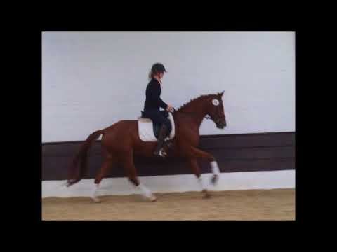 QUINTINA v. Quasar de Charry - Weltmeyer VB 4.500,- Euro