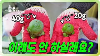 이렇게 차이나는데 안 하실건가요? ㅣ 열매 크기 2배로 만들기ㅣ 아직 늦지 않았어요
