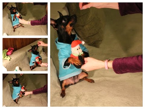 Szkolenie psa nauka sztuczki przytul misia