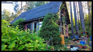 DACHA IN TOKSOVO. MORNING WALKING TOUR Today 2024 Russia Saint Petersburg