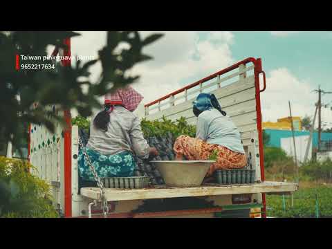 Taiwan Pink Guava Plants | High Yield Variety | Latha Nursery | Organic Farming in India