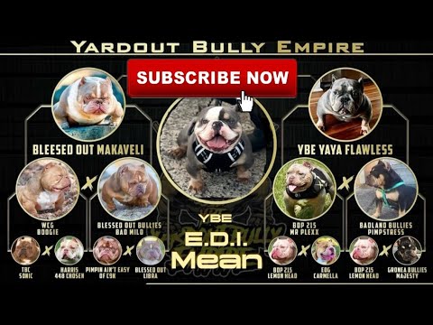 Nano Stud Special,Tap in 🔥💯🫡