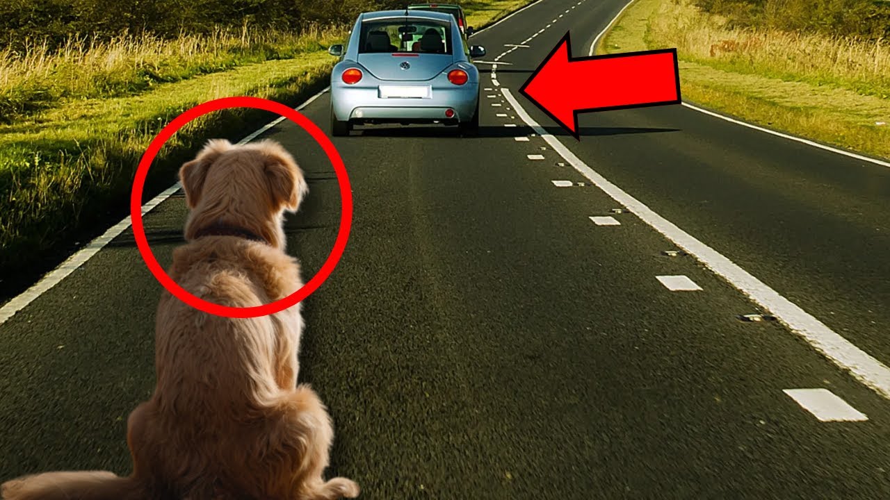 PERRO ES ABANDONADO POR FAMILIA CRUEL. ENTONCES OCURRIÓ UN MILAGRO Y DEJÓ  TODOS CON LA BOCA ABIERTA