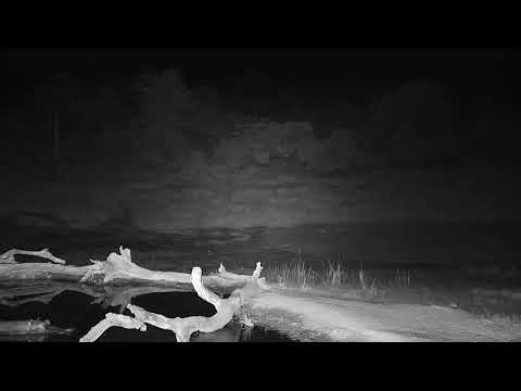 Djuma: White-tailed Mongoose, Hippo and Blacksmith Lapwings - 20:53 - 07/13/19