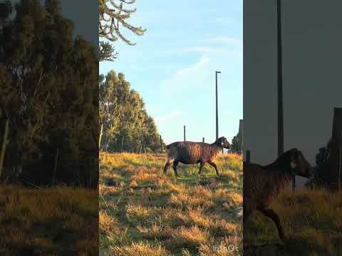Fazenda Lua Cheia, Capão Alto, Santa Catarina. #travel #turismo #natureza #viral 12 e 13/04/26.