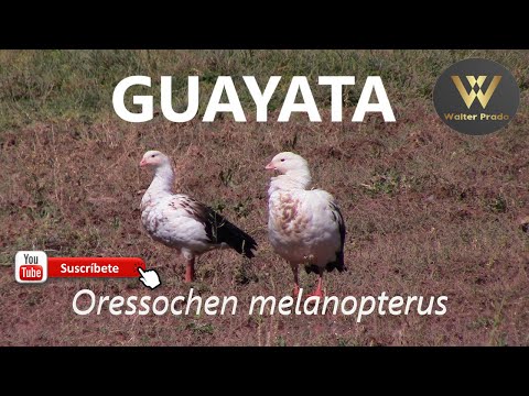 Guayatas Oressochen melanopterus (Chloephaga melanoptera) en Mendoza, Argentina.
