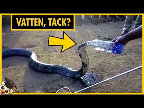 25 Djur som bad Människor om Hjälp