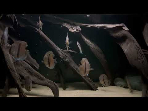 Wild Discus and Altum biotope aquarium