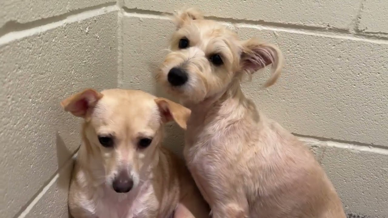 Enlarge Feechee - Chihuahua girl, a Adoptable Chihuahua in Austin, TX video 4/6