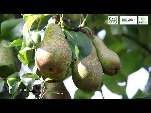 Komunikat sadowniczy: Grusza - znaczenia nawożenia wapniem i krzemem #hortiprocam