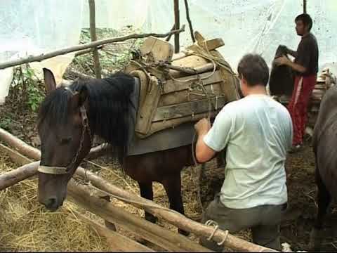 Samarica - planinski konji ( emisija PROMAJA 2009.)