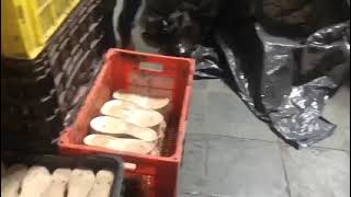 Injetora Rotativa  20 Estações - Vídeo