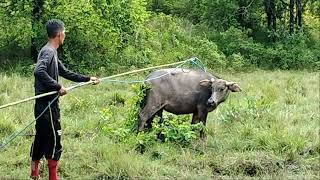Susah senangnya penangkap kerbau