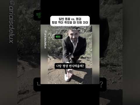 일반 동물 vs. 펭귄 반응 차이