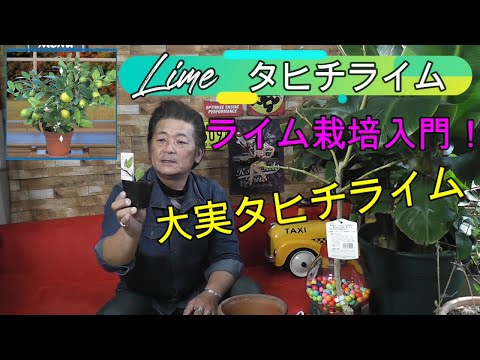 園芸 ライムクワット