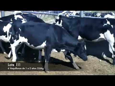 Lote 6 Vaquillonas 1 a 2 años 2 normandas negras,  una pampa negra,  dos holando y una negra 326kg -  en RUTA 2 KM 145, 4 KM AL NORTE