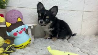 チワワ(ロング)の動画01