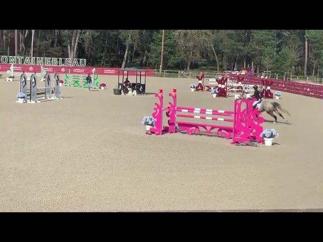 Castrone Origine non conosciuta  In vendita 2019 Altro colore ,  Cyrhus Paradise, SFA