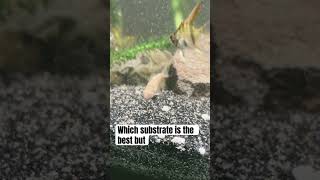 WHATS THE BEST SUBSTRATE FOR CORY CATFISH?? #freshwaterfishtank #aquarium #corydoras #aquariumfish