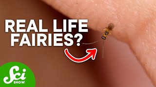 These Insects are Smaller than a Single Cell...How?!