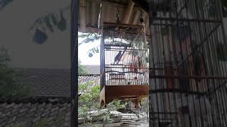 Download lagu trucuk asli kudus mp3