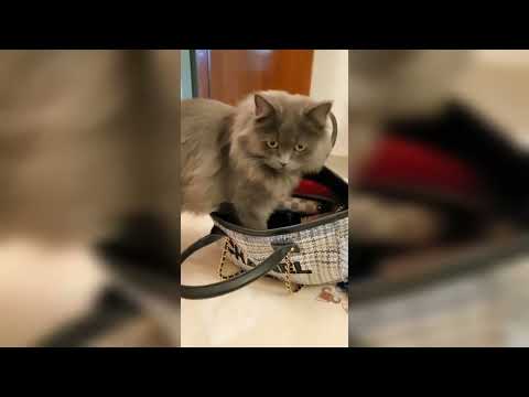 @akshara_reddy playing with  cute #cats | Akshara & Cat cute & Funny moments | Aww cats