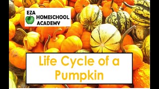 Life Cycle of a Pumpkin gameplay video by Anonymous, 2:44 duration